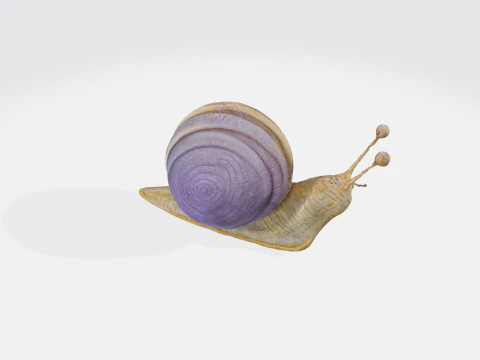Escargot r&eacute;aliste Modèle 3D