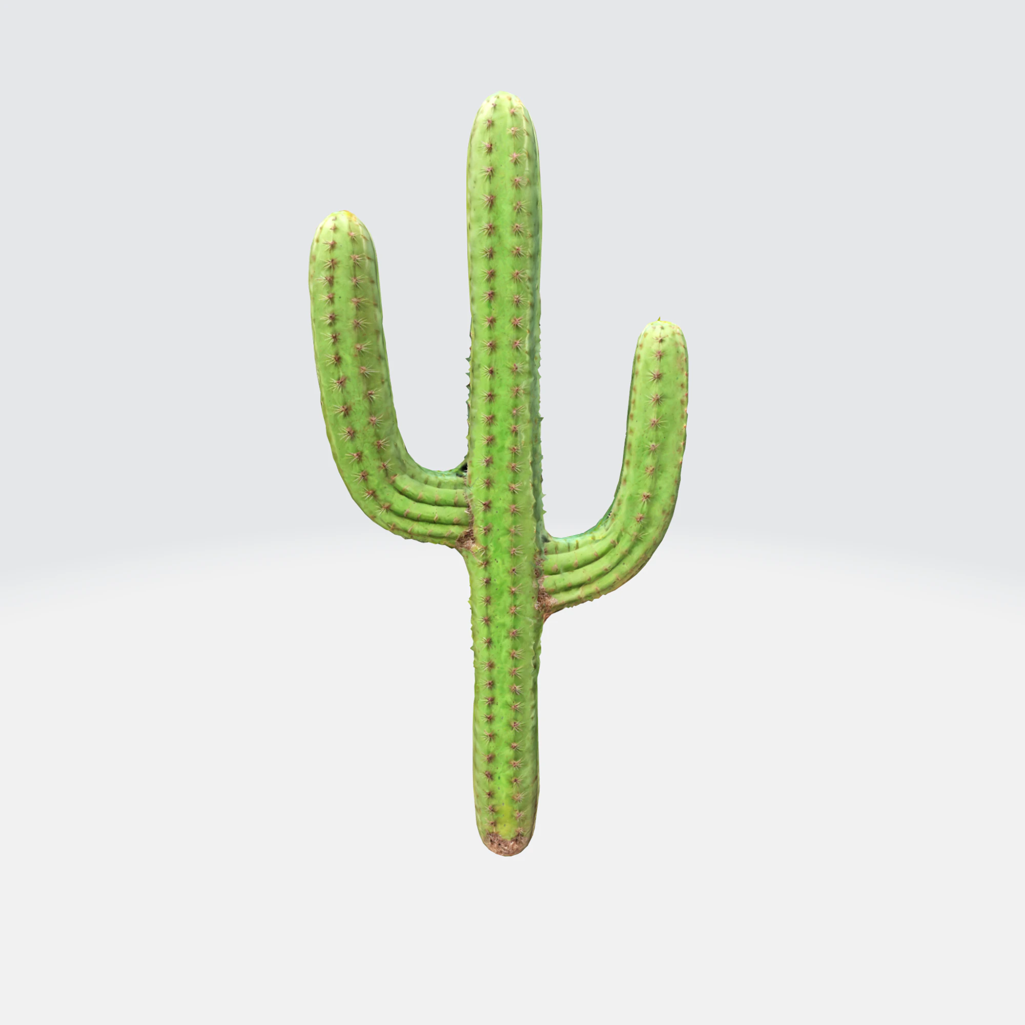 Saguaro Cactus 3D Model .c4d .max .obj .3ds .fbx .stl .blend 