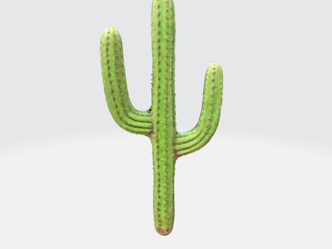 Saguaro Cactus 3D Model