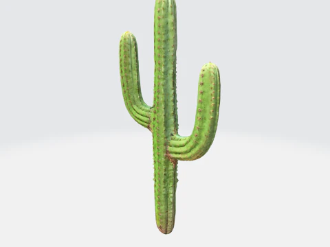 Saguaro Cactus 3D Model