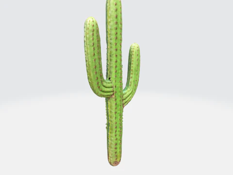 Saguaro Cactus 3D Model