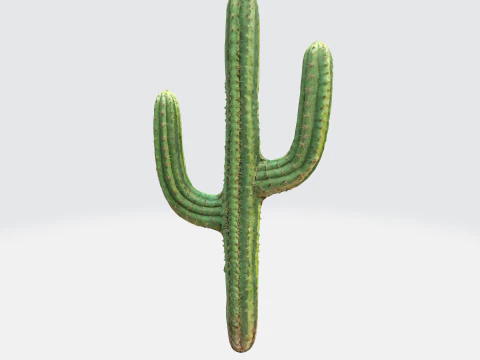 Saguaro Cactus 3D Model