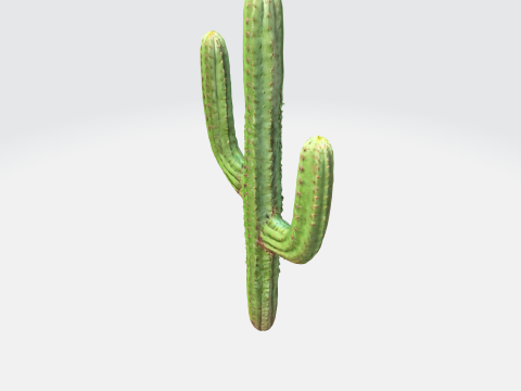 Saguaro Cactus 3D-Modell