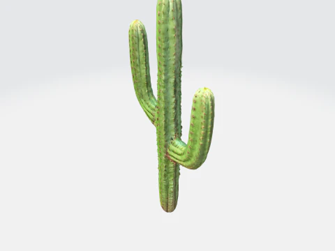 Saguaro Cactus 3D Model