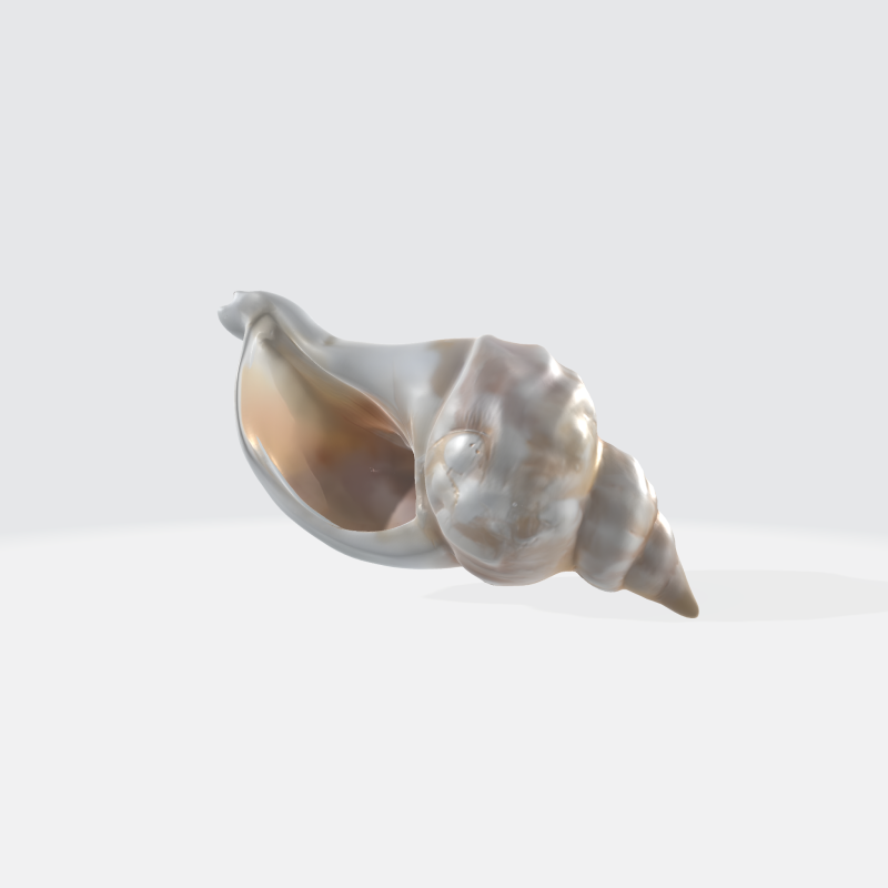 Realistic Seashell - Conch Shell Asset 3Dモデル .c4d .max .obj .3ds .fbx .stl .blend