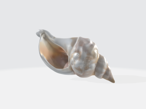 Realistic Seashell - Conch Shell Asset Modelo 3D
