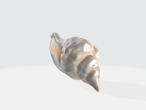 Realistic Seashell - Conch Shell Asset 3D Model