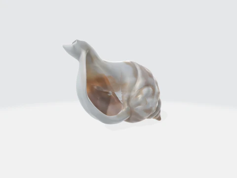 Realistic Seashell - Conch Shell Asset 3D Model