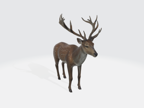Realistic Deer - Wildlife Animal 3D Model