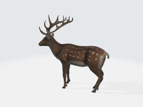 Realistic Deer - Wildlife Animal 3D Model