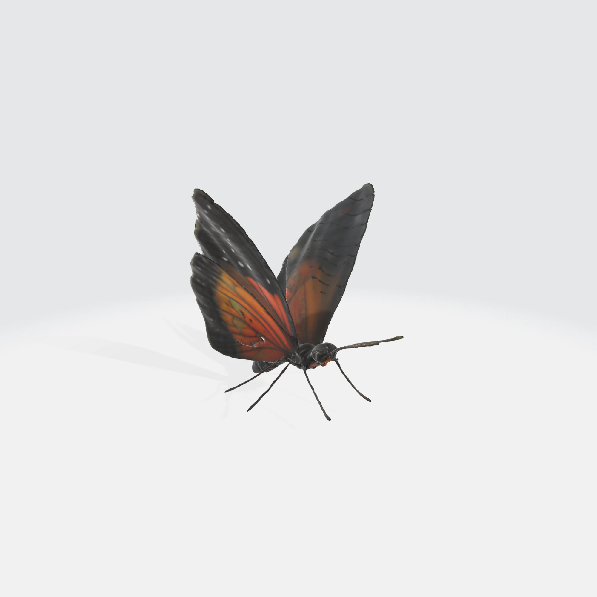 Realistic Butterfly - Orange Black Wings 3D Model .c4d .max .obj .3ds .fbx .stl .blend