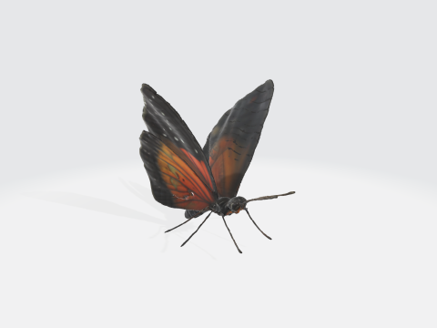 Realistic Butterfly - Orange Black Wings Model 3D