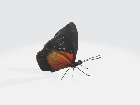 Realistic Butterfly - Orange Black Wings 3D 모델