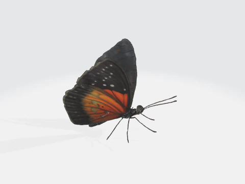 Realistic Butterfly - Orange Black Wings 3D Model