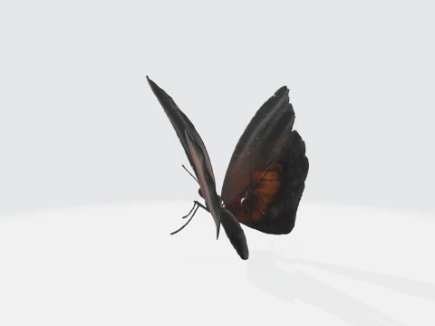 Realistic Butterfly - Orange Black Wings 3D Model