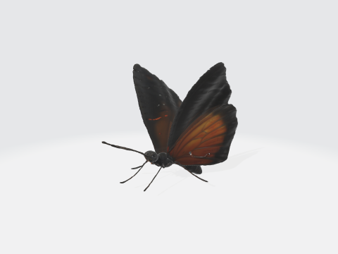 Realistic Butterfly - Orange Black Wings 3D 모델