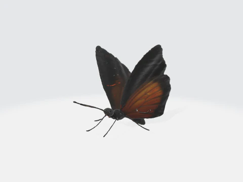 Realistic Butterfly - Orange Black Wings 3D Model