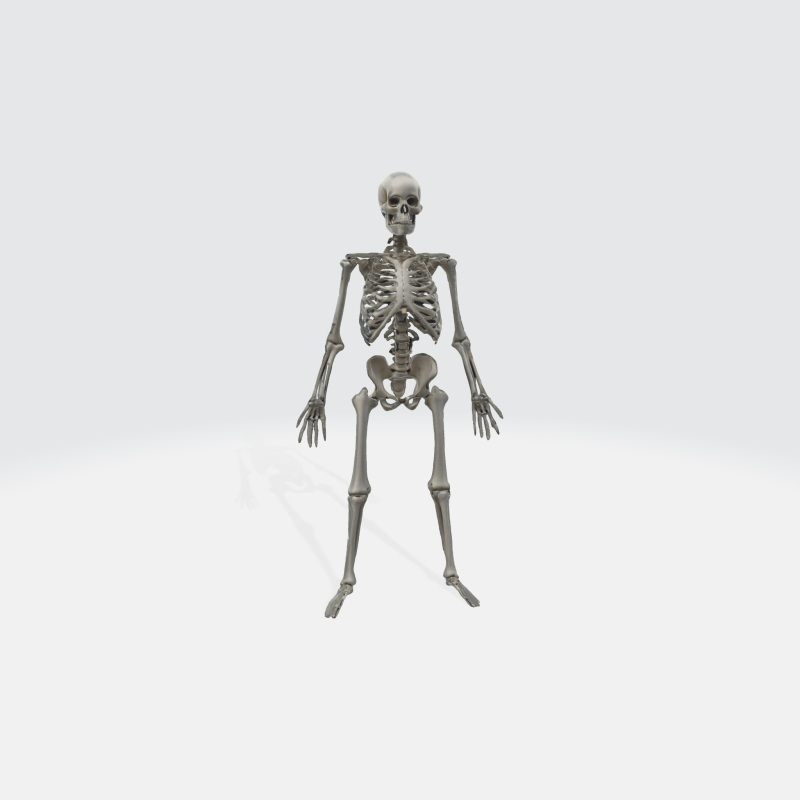 Human Skeleton - Anatomically Correct Medical 3D Model .c4d .max .obj .3ds .fbx .stl .blend