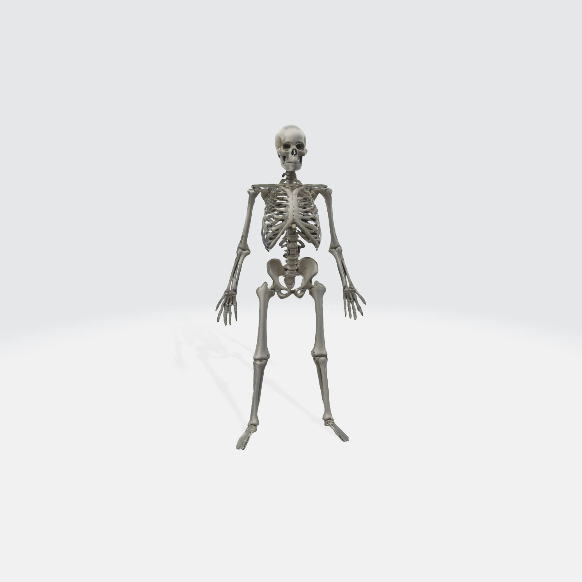Human Skeleton - Anatomically Correct Medical 3D Model .c4d .max .obj .3ds .fbx .stl .blend 