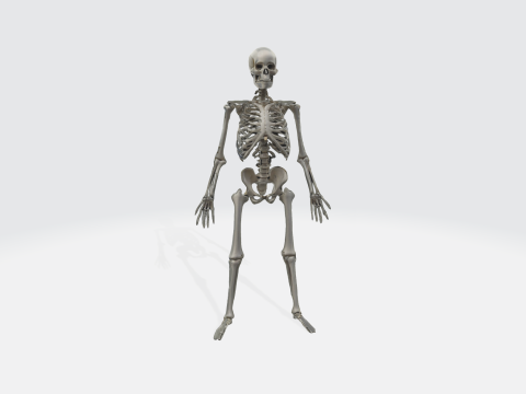 Human Skeleton - Anatomically Correct Medical 3D-Modell