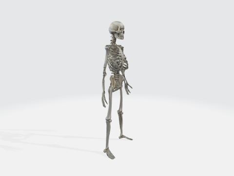 Human Skeleton - Anatomically Correct Medical 3D Model