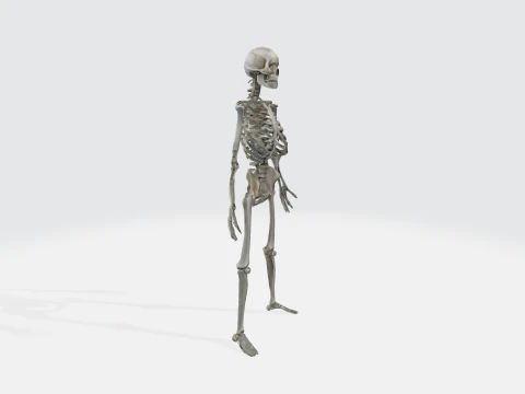 Human Skeleton - Anatomically Correct Medical 3D Model