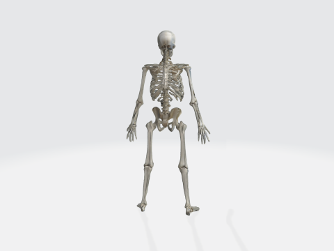 Human Skeleton - Anatomically Correct Medical 3D Model