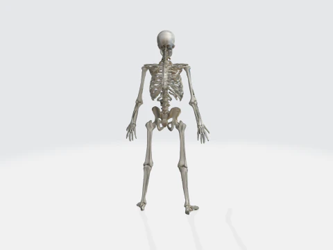 Human Skeleton - Anatomically Correct Medical 3D Model