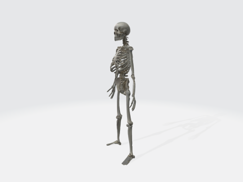 Human Skeleton - Anatomically Correct Medical 3D Model