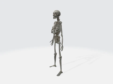 Human Skeleton - Anatomically Correct Medical 3D Model