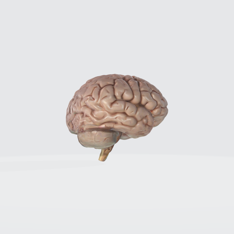 Realistic Human Brain - Anatomically Accurate Medical Neuroscience Modelo 3D .c4d .max .obj .3ds .fbx .stl .blend 