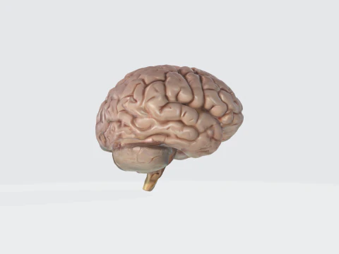 Cervello umano realistico - Neuroscienza medica anatomicamente accurata Modello 3D