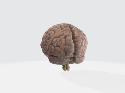Realistic Human Brain - Anatomically Accurate Medical Neuroscience Modelo 3D