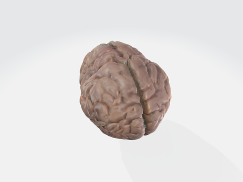 Realistic Human Brain - Anatomically Accurate Medical Neuroscience Modelo 3D