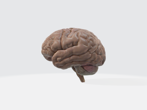 Realistic Human Brain - Anatomically Accurate Medical Neuroscience Modelo 3D