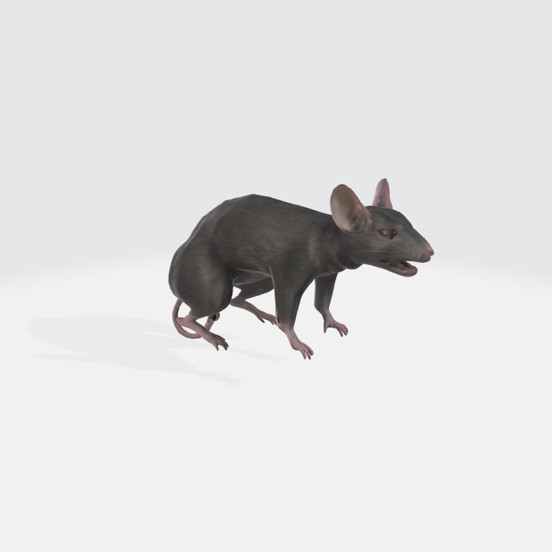 Realistic 3D Rat Model - Rodent Animal Modello 3D .c4d .max .obj .3ds .fbx .stl .blend