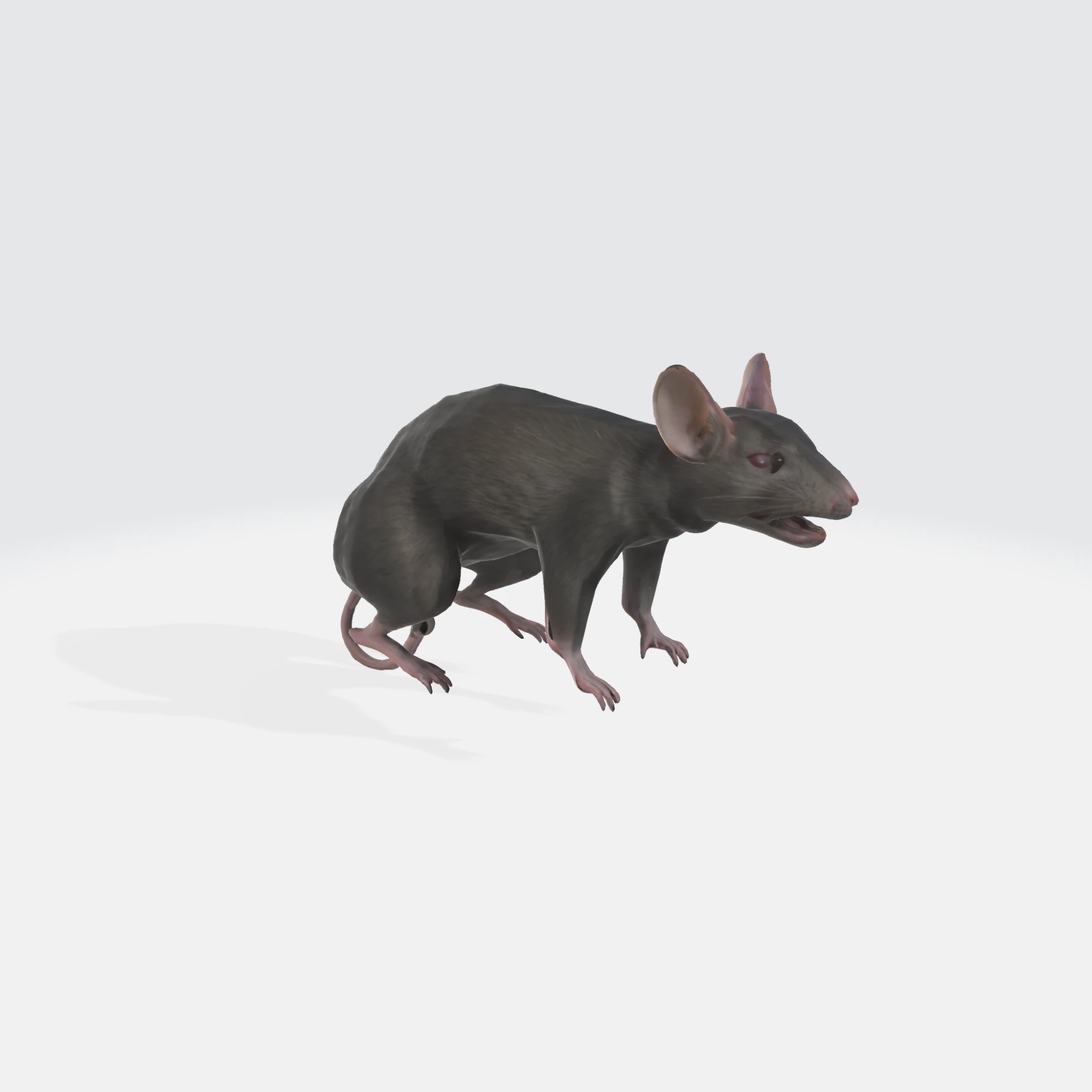 Realistic 3D Rat Model - Rodent Animal 3D Model .c4d .max .obj .3ds .fbx .stl .blend 