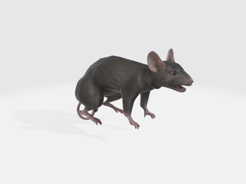 Realistic 3D Rat Model - Rodent Animal 3D Model