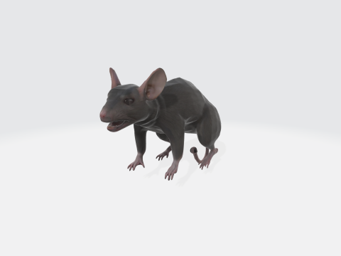 Realistic 3D Rat Model - Rodent Animal Modello 3D