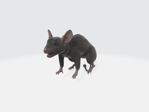 Realistic 3D Rat Model - Rodent Animal 3D Model