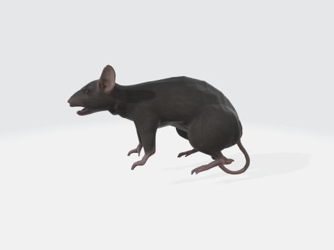 Realistic 3D Rat Model - Rodent Animal Modello 3D
