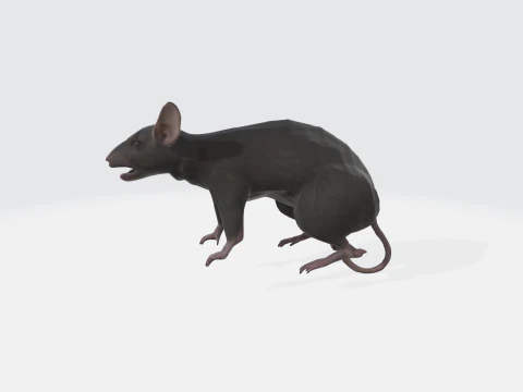 Realistic 3D Rat Model - Rodent Animal 3D Model
