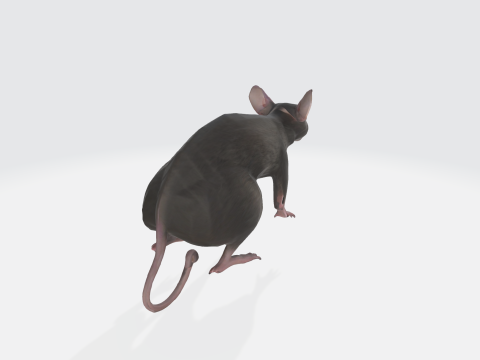 Realistic 3D Rat Model - Rodent Animal Modello 3D