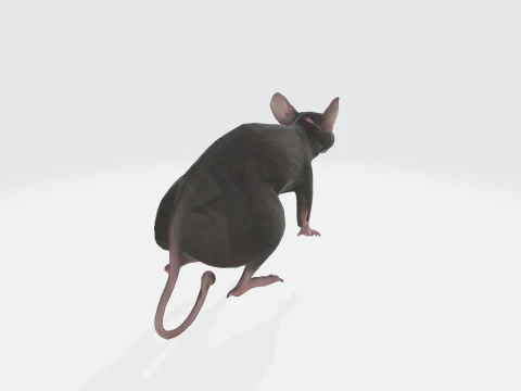 Realistic 3D Rat Model - Rodent Animal 3D Model