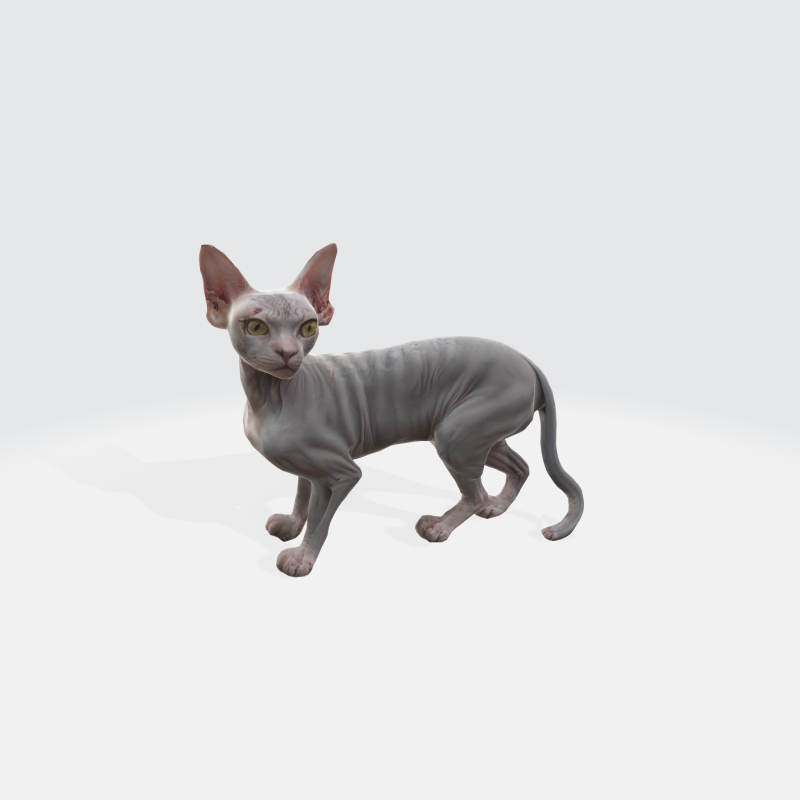 Realistic Sphynx Cat - Hairless Feline Character 3D मॉडल .c4d .max .obj .3ds .fbx .stl .blend