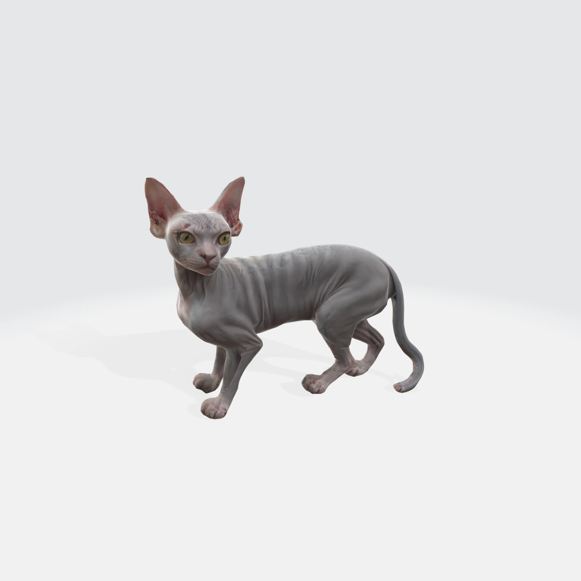 Realistic Sphynx Cat - Hairless Feline Character 3D Model .c4d .max .obj .3ds .fbx .stl .blend 