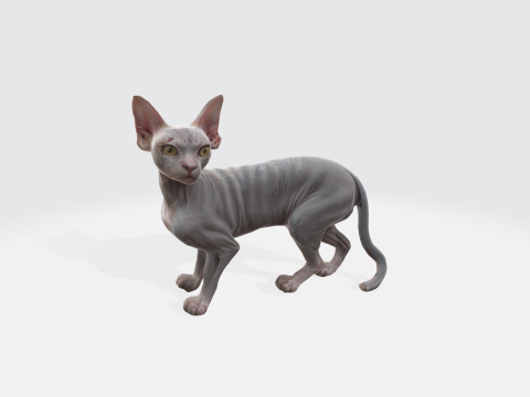Realistic Sphynx Cat - Hairless Feline Character 3D Model