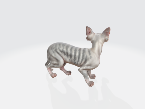 Realistic Sphynx Cat - Hairless Feline Character 3D मॉडल