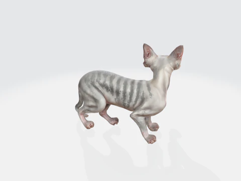 Realistic Sphynx Cat - Hairless Feline Character 3D Model