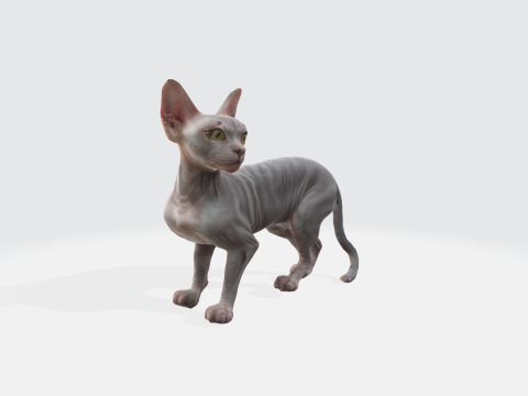 Realistic Sphynx Cat - Hairless Feline Character 3D मॉडल